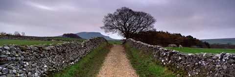 Framed Stone Walls Along A Path, Yorkshire Dales, England, United Kingdom Print