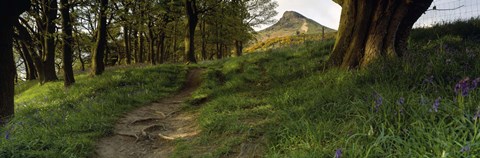 Framed Path Running Through A Forest, Newton Wood, Yorkshire, England, United Kingdom Print