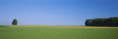 Framed Tree in a field, Germany Print