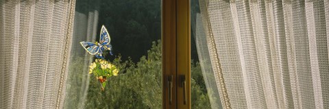 Framed Close-Up Of Flowers And A Butterfly Painted On A Window, Germany Print