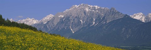 Framed High angle view of flowers on a landscape, Tirol, Austria Print