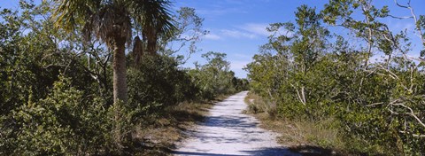Framed Dirt road passing through a forest, Indigo Trail, J.N. Ding Darling National Wildlife Refuge, Sanibel Island, Florida, USA Print