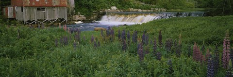 Framed Lupine flowers in a field, Petite River, Nova Scotia, Canada Print