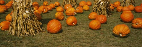 Framed Corn plants with pumpkins in a field, South Dakota, USA Print