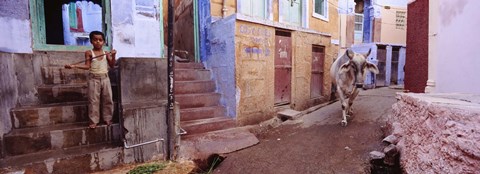 Framed Boy and a bull in front of building, Jodhpur, Rajasthan, India Print