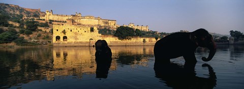 Framed Silhouette of two elephants in a river, Amber Fort, Jaipur, Rajasthan, India Print