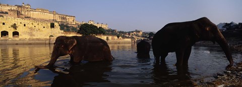 Framed Three elephants in the river, Amber Fort, Jaipur, Rajasthan, India Print