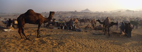 Framed Camels in a fair, Pushkar Camel Fair, Pushkar, Rajasthan, India Print