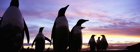 Framed Silhouette of a group of Gentoo penguins, Falkland Islands (Pygoscelis papua) Print