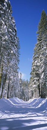 Framed Trees on both sides of a snow covered road, Crane Flat, Yosemite National Park, California (vertical) Print