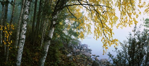 Framed Birch trees in a forest, Puumala, Finland Print