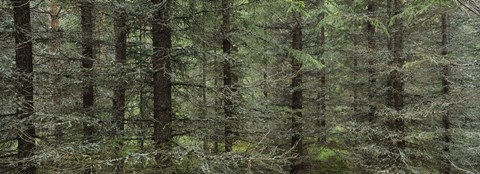 Framed Trees in a forest, Spruce Forest, Joutseno, Finland Print