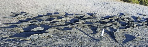 Framed Marine Iguanas on the beach, Galapagos Islands, Ecuador Print