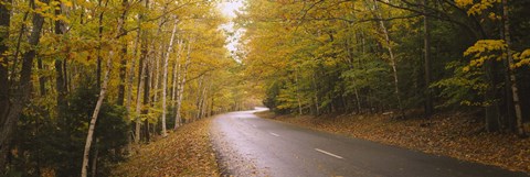 Framed Road passing through a forest, Park Loop Road, Acadia National Park, Mount Desert Island, Maine, USA Print