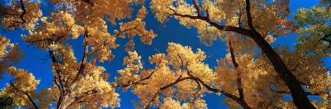 Framed Low angle view of cottonwood tree, Canyon De Chelly, Arizona, USA Print