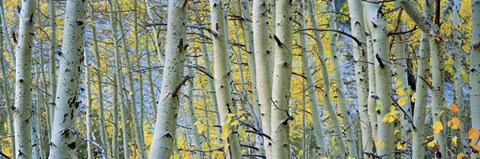 Framed Aspen trees in Spring, Rock Creek Lake, California Print