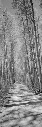 Framed Trees along a road, Log Cabin Gold Mine, Eastern Sierra, Californian Sierra Nevada, California (black and white) Print