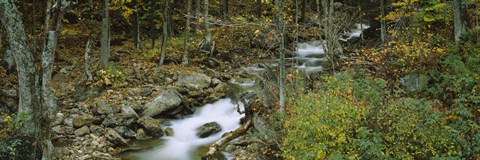 Framed Stream through the Forest, New Hampshire Print