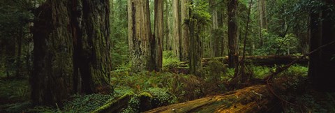 Framed Hoh Rainforest Trees, Olympic National Park Print