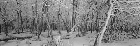Framed Snow Covered Trees in Alberta, Canada Print