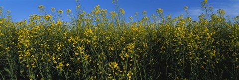 Framed Canola Flower Field in Edmonton Print