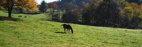 Framed Grazing Horses in Kent County Print