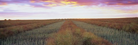 Framed Canola crop in a field, Edmonton, Alberta, Canada Print