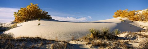 Framed Desert plants in White Sands National Monument, New Mexico Print