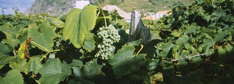 Framed Bunch of grapes in a vineyard, Sao Miguel, Ponta Delgada, Azores, Portugal Print