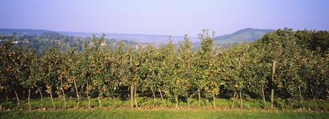 Framed Apple trees in an orchard, Weinsberg, Heilbronn, Stuttgart, Baden-Wurttemberg, Germany Print
