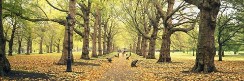 Framed Trees along a footpath in a park, Green Park, London, England Print