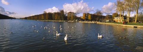 Framed Flock of swans swimming in a lake, Chateau de Versailles, Versailles, Yvelines, France Print