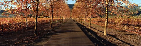 Framed Vineyards along a road, Beaulieu Vineyard, Napa Valley, California, USA Print