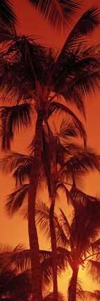 Framed Low angle view of palm trees at dusk, Hawaii Print