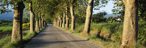 Framed Trees along a road, Vaucluse, Provence, France Print