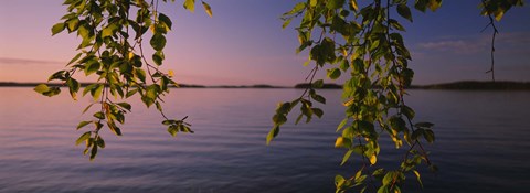 Framed Close-up of leaves of a birch tree, Joutseno, Southern Finland, South Karelia, Finland Print