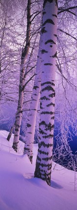 Framed Birch trees at the frozen riverside, Vuoksi River, Imatra, Finland Print