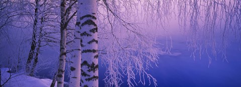Framed Birch tree at a riverside, Vuoksi River, Imatra, Finland Print