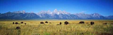 Framed Field of Bison with mountains in background, Grand Teton National Park, Wyoming, USA Print