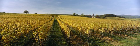 Framed Panoramic view of vineyards, Schloss Vollrads, Johannisberg, Oestrich-Winkel, Rheingau, Germany Print