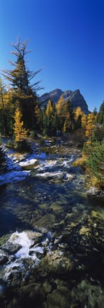 Framed Stream flowing in a forest, Mount Assiniboine Provincial Park, border of Alberta and British Columbia, Canada Print