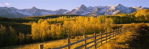 Framed Trees in a field near a wooden fence, Dallas Divide, San Juan Mountains, Colorado Print