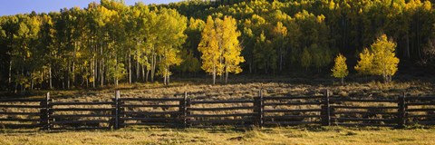 Framed Wooden fence and Aspen trees in a field, Telluride, San Miguel County, Colorado, USA Print