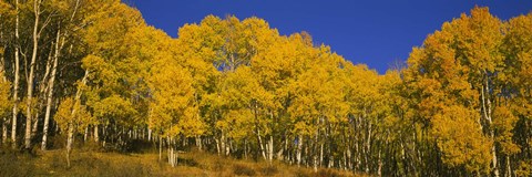 Framed Low angle view of Aspen trees in a forest, Telluride, San Miguel County, Colorado, USA Print
