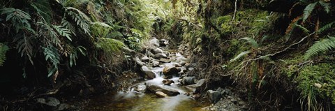 Framed Stream flowing in a forest, Milford Sound, Fiordland National Park, South Island, New Zealand Print