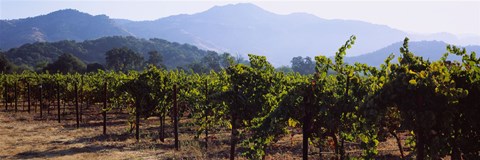 Framed Grape vines in a vineyard, Napa Valley, Napa County, California, USA Print