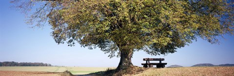 Framed Empty bench under a tree, Baden-Wurttemberg, Germany Print