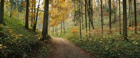 Framed Road passing through a forest, Baden-Wurttemberg, Germany Print