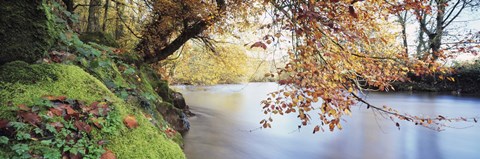 Framed Trees along a river, River Dart, Bickleigh, Mid Devon, Devon, England Print