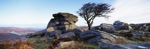 Framed Bare tree near rocks, Haytor Rocks, Dartmoor, Devon, England Print